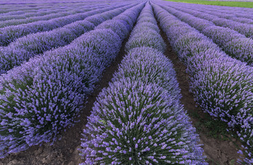 Naklejka na ściany i meble Beautiful landscape of lavender fields