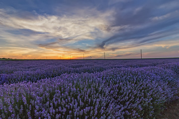 Beautiful landscape of lavender fields at sunset with dramatic sky