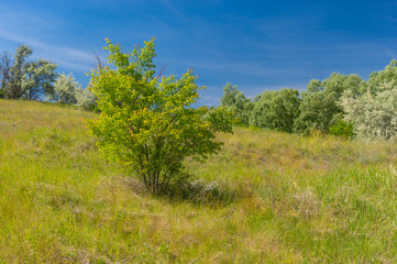 Fototapeta na wymiar Early summer landscape with wild apricot shrub on a hill