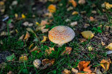 Amanita Muscaria, poisonous mushroom. Photo has been taken in the natural forest background.
