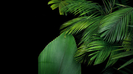 Palm leaves, the tropical plant growing in wild on black background.