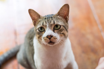 Obraz premium Gray cat portrait