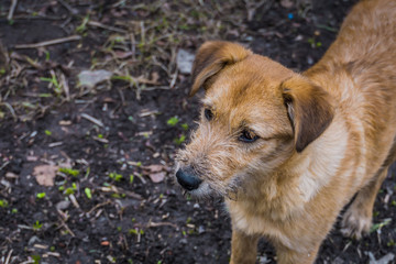 Yellow Dog Portrait