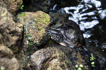 turtle among stones