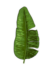 Banana leaves vector