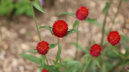 千日紅