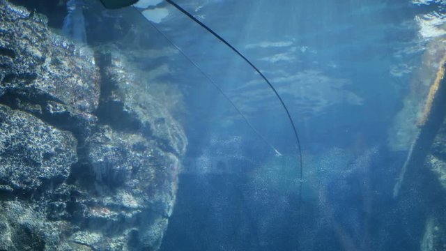 Underwater sun rays in the blue sea with stingrays crossing