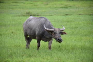 Thai buffalo eating on the grass field.