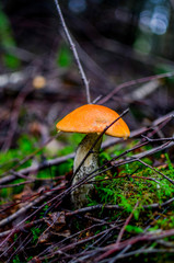 Krasnogolowy. Mushroom Boletus. Bolatuly