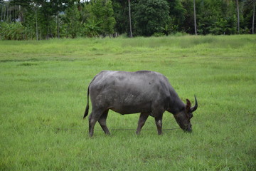 Thai buffalo eating on the grass field.