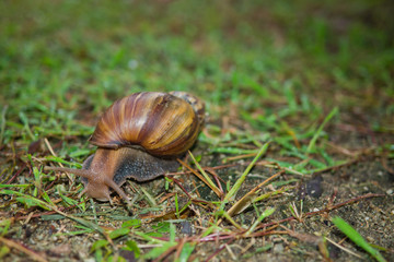 snail on ground