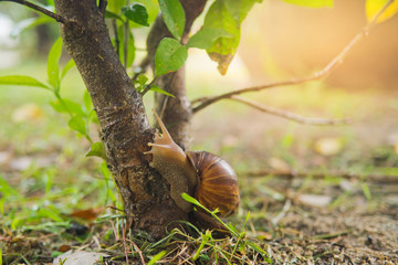 snail on ground