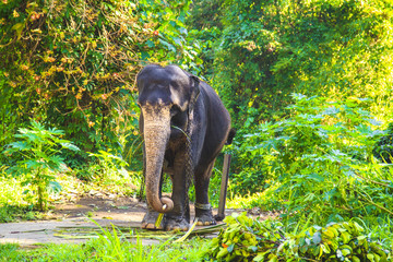 Fototapeta premium Two riders on an elephant on a walk through a beautiful rainforest, Sri Lanka