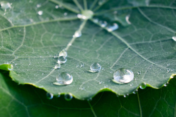 Round rain water droplets on green nasturtium leaf
