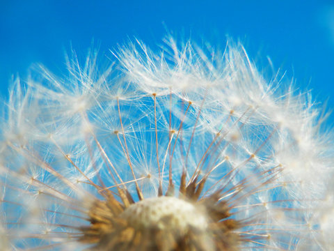 color macro photography of overbloom white dandelion and blue sky