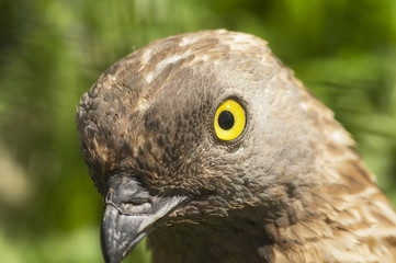 European Honey Buzzard