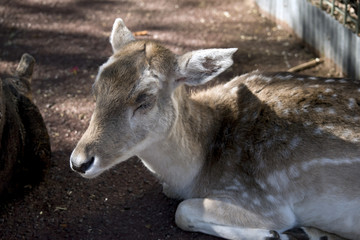 fawn