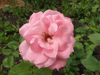 A beautiful rose in the summer garden