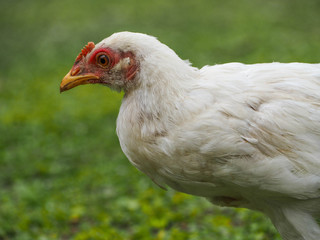 White color domestic fowl,hen,cock on green background