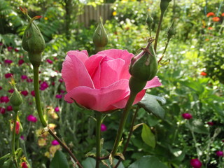 Beautiful rose in the summer garden