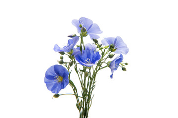 Flax flowers isolated