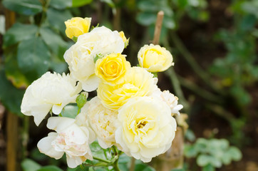 Yellow roses flower blossom in a garden