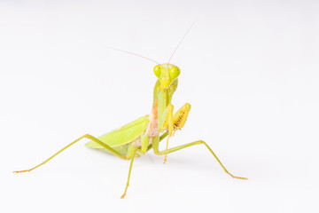 Mantis on the white background