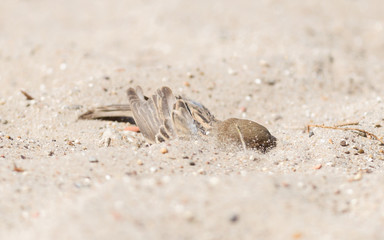 Sparrow washing in sand