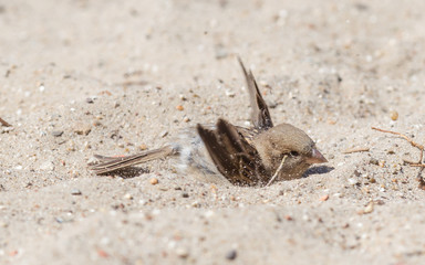 Sparrow washing in sand