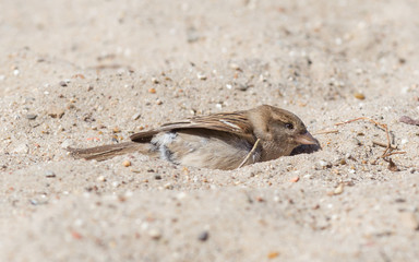Sparrow washing in sand
