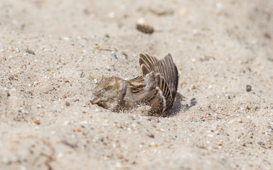 Sparrow washing in sand