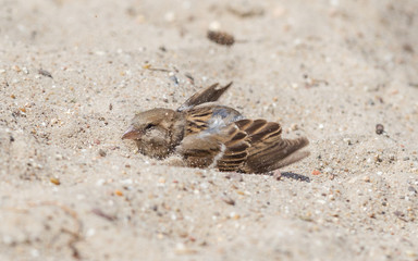 Sparrow washing in sand