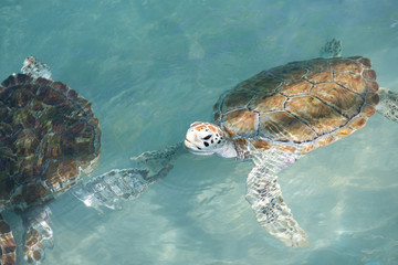 Sea turtle swimming. Closeup shot.