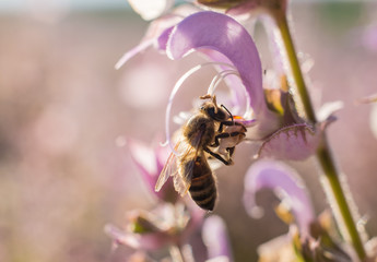 Une abeille sur  la fleure de sauge sclarée.