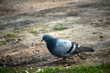 A dove on the park