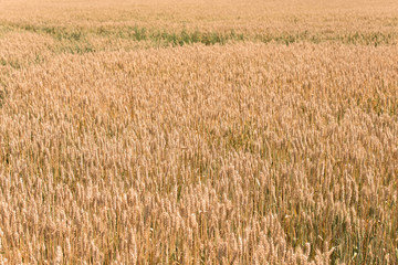 Golden wheat field before harvest