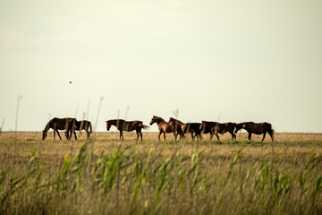 A herd of wild horses