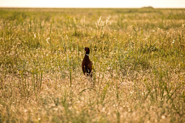 Pheasant in the steppe