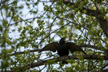 The starling spread wings
