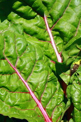 rhubarb chard