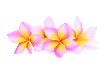 pink frangipani or plumeria (tropical flowers) isolated on white background