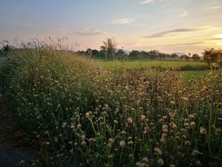 GRASS FLOWER