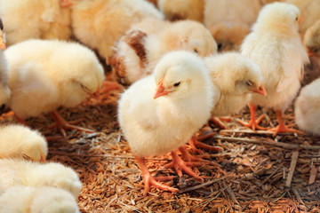 Baby chicken in poultry farm © toa555