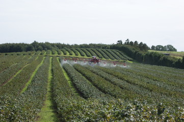 Blackcurrant Field