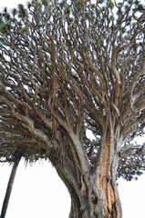 Drago milenario, Icod de los vinos.