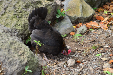 Gallo, parque del drago, Icod de los vinos 