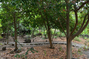 Icod de los vinos
