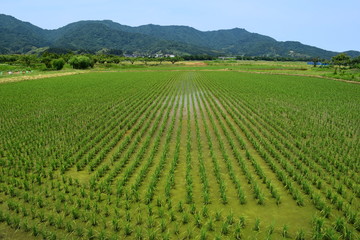 初夏の水田と山並み
