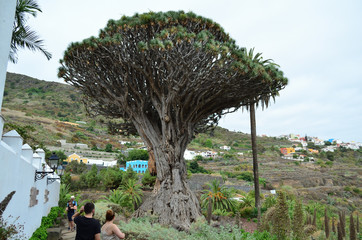 Drago milenario, Icod de los vinos