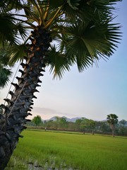 SUGAR PALM TREES